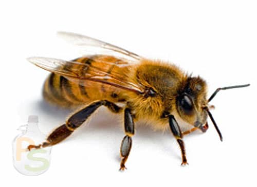 Підмор бджолиний: настій на спирту, горілки, застосування, лікування