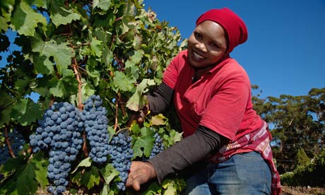 Нектар зі спекотної Африки — прекрасне вино ПАР