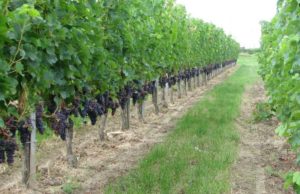 Виноград «Мерло» опис особливостей сорту з відгуками та фото врожаю