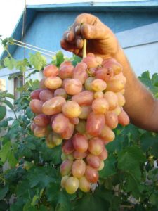 Виноград Ювілей Новочеркаська: опис сорти, вирощування і догляд