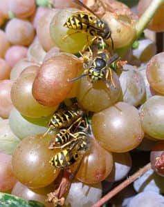 Як позбутися від ос на винограді: як з ними боротися і як врятувати виноград