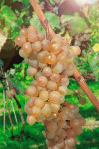 Виноград Платовский характеристика сорту, опис особливостей вирощування та фото