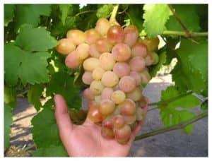 Виноград Біле диво опис сорту винограду, догляд, вирощування та відгуки