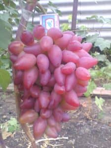 Виноград Дубовський рожевий: опис та характеристика сорти, догляд врожайність і фото