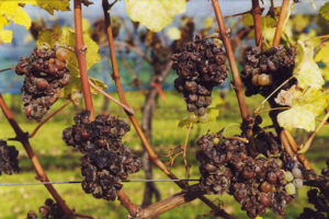 Сіра гниль на винограді як боротися, ніж лікувати, симптоми та причини хвороби