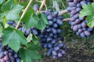 Виноград Байконур: опис сорти, вирощування і догляд