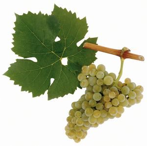 Виноград Рислінг і однойменне німецьке вино, особливості сорту