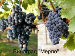 Виноград «Мерло» опис особливостей сорту з відгуками та фото врожаю