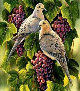 Як захистити виноград від птахів: відлякування і ізоляція