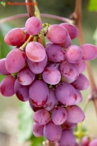 Виноград Рута опис сорту, характеристика, догляд та вирощування