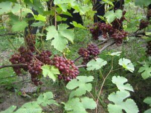 Виноград Російський ранній характеристика та опис сорту, догляд та вирощування