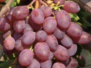 Виноград Вікторія: характеристика та опис сорту, вирощування і догляд
