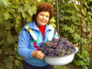 Коли збирати виноград ізабелла для вина у середній смузі і в підмосковї