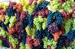Родзинки з білого винограду виходить в процесі сушіння: як висушити в домашніх умовах