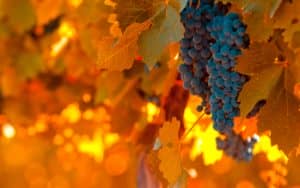 Як пересадити виноград на інше нове місце восени