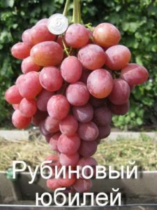 Виноград Рубіновий ювілей опис сорту, фото, догляд та вирощування