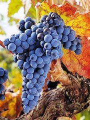 Виноград Темпранільо: опис сорту, смаку, вирощування та відгуки