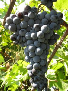 Виноград Цимлянський чорний   опис сорту, використання та відгуки з фото