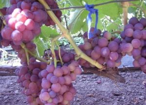 Виноград Рожевий перли опис сорту. вирощування, відгуки та фото