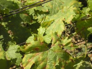 На листках винограду білі, коричневі, жовті або червоні плями: чим обробити і як лікувати (фото)