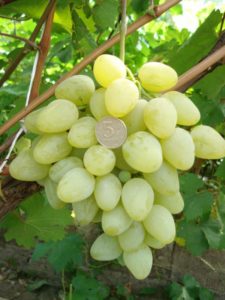 Виноград Тайфі (білий і рожевий): опис сорту, особливості вирощування, фото і відгуки