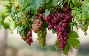 Вирощування винограду в теплиці: технологія, догляд, полив, хвороби