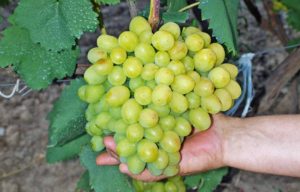 Виноград Галахад: опис сорту, догляд, вирощування та відгуки