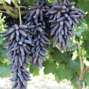 Виноград Відьмині пальці опис сорту кишмиш, особливості та фото