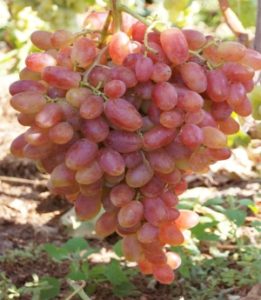 Виноград Перетворення: опис сорти, вирощування, догляд, плюси і мінуси, відгуки
