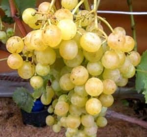 Виноград Тукай   опис столового сорту винограду, особливості, фото і відгуки