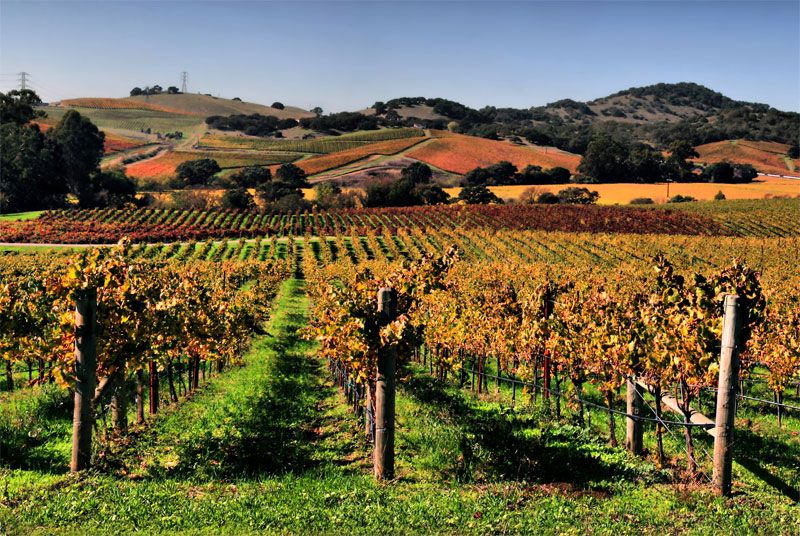 Виноробство США — вино Зінфандель Каліфорнія