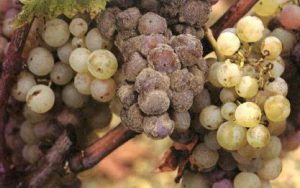 Знамените угорське золоте вино Токай — особливості напою