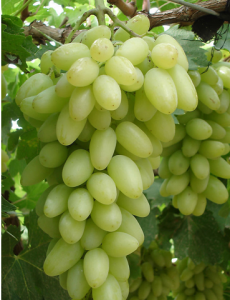 Виноград Дамські пальчики опис сорту Хусайне білий, характеристика, особливості вирощування