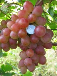 Виноград «Памяті хірурга»: опис сорту з фото, характеристика врожаю та особливості вирощування з відгуками