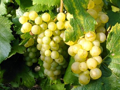 З якого винограду роблять біле вино — огляд сортів