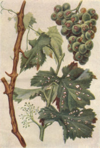 На листках винограду білі, коричневі, жовті або червоні плями: чим обробити і як лікувати (фото)