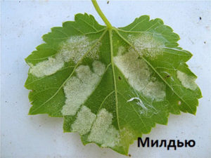 Виноград Дамські пальчики опис сорту Хусайне білий, характеристика, особливості вирощування