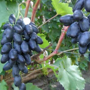 Виноград Велика опис особливостей сорти, агротехніка вирощування, відгуки та фото