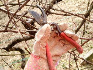 Обробка винограду навесні від хвороб і шкідників: чим обробити після відкриття