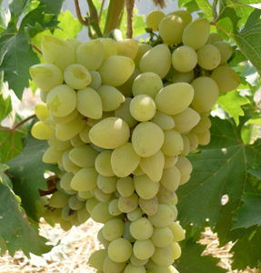 Виноград Галахад: опис сорту, догляд, вирощування та відгуки