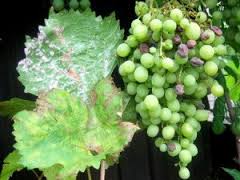 На винограді білий наліт чим обробити як лікувати і що робити