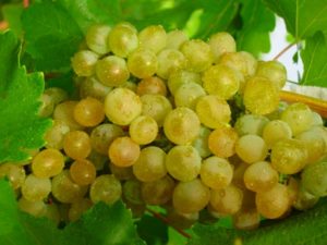 Виноград Кристал: опис сорти, вирощування, догляд та відгуки