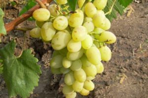 Виноград Гарольд: опис понад раннього сорту, догляд та вирощування