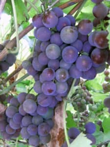 Виноград Російський конкорд опис столового сорти, вирощування, догляд та відгуки з фото