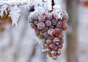 Вирощування винограду в Сибіру для початківців (як укрити, обрізати і готувати до зими)
