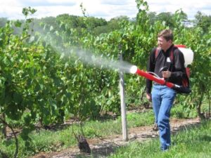 Хорус: інструкція по застосуванню для винограду