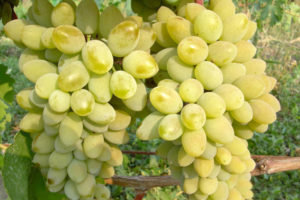 Виноград Тимур (рожевий): опис сорти, вирощування, догляд та відгуки
