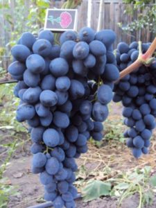 Виноград Сфінкс опис особливостей сорти, догляд, вирощування, фото і відгуки