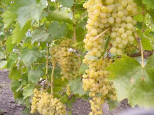 Виноград Русбол (Кишмиш Міраж) опис сорту, вирощування і догляд, відгуки та фото