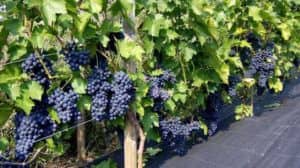 Виноград «Зилга» опис сорту, його вирощування та використання, відгуки та фото